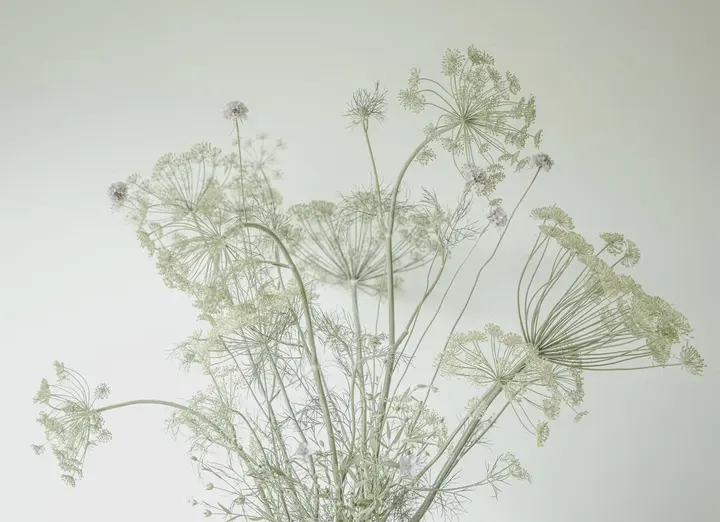 A Delicate Touch of Nature wallpaper, view 7