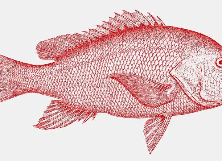 Red Snapper wallpaper, view 7